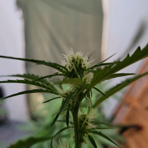 Gorilla Cookies Autoflower #5 growlog timeline photo