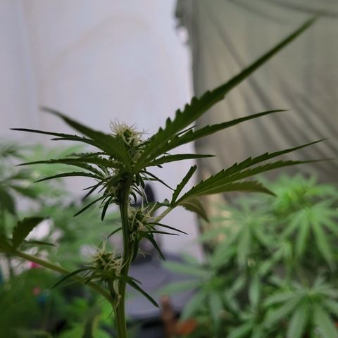 Gorilla Cookies Autoflower #5 growlog timeline photo