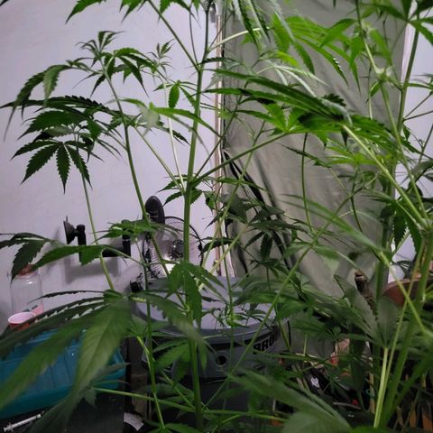 Gorilla Cookies Autoflower #5 growlog timeline photo