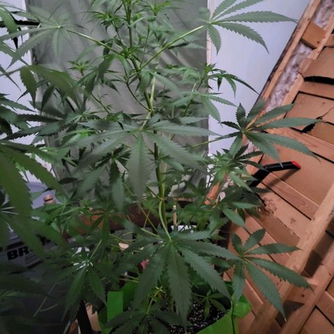 Gorilla Cookies Autoflower #5 growlog timeline photo