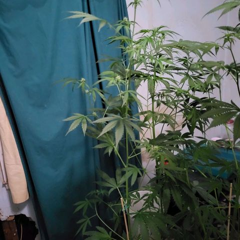 Gorilla Cookies Autoflower #5 growlog timeline photo