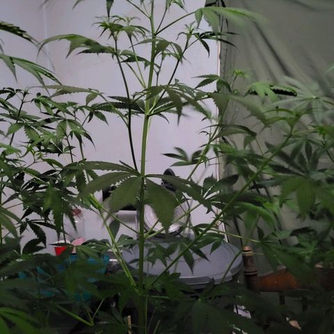 Gorilla Cookies Autoflower #5 growlog timeline photo