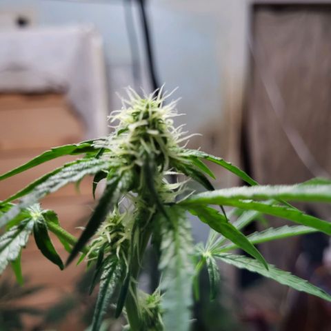 Gorilla Cookies Autoflower #5 growlog timeline photo
