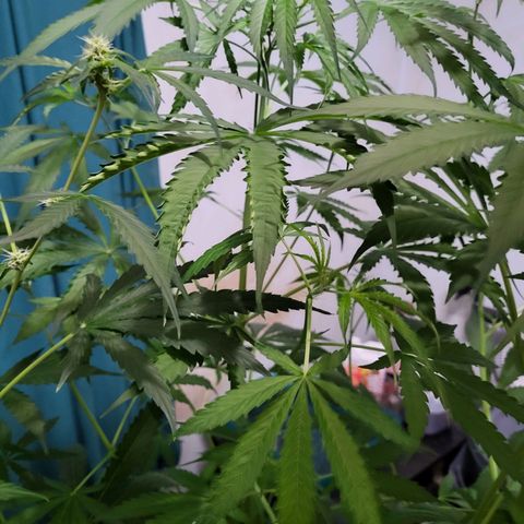 Gorilla Cookies Autoflower #5 growlog timeline photo