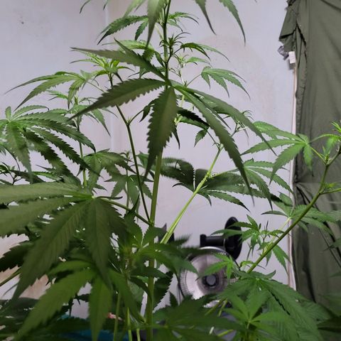 Gorilla Cookies Autoflower #5 growlog timeline photo