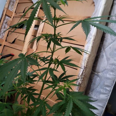 Gorilla Cookies Autoflower #5 growlog timeline photo