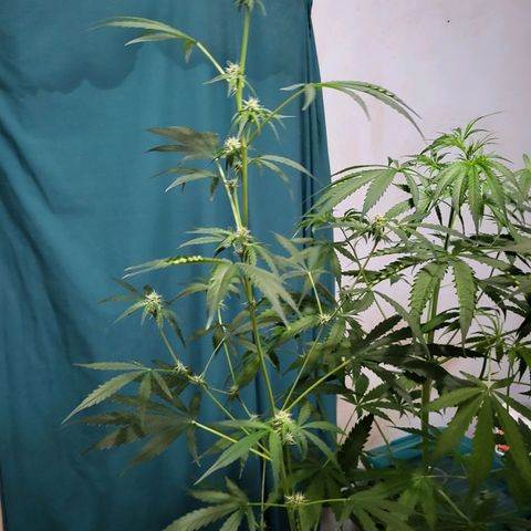 Gorilla Cookies Autoflower #5 growlog timeline photo