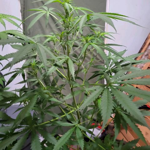 Gorilla Cookies Autoflower #5 growlog timeline photo