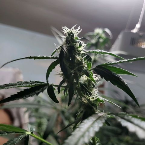 Gorilla Cookies Autoflower #5 growlog timeline photo