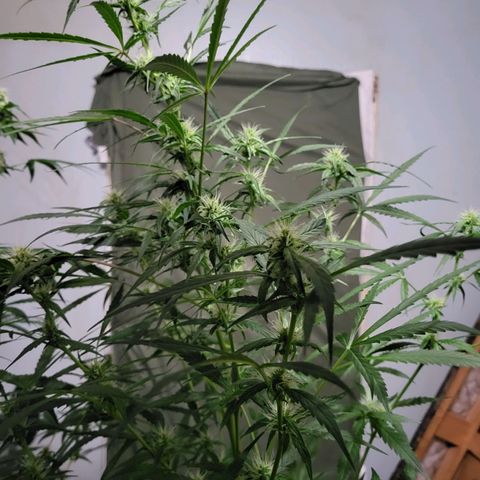 Gorilla Cookies Autoflower #5 growlog timeline photo