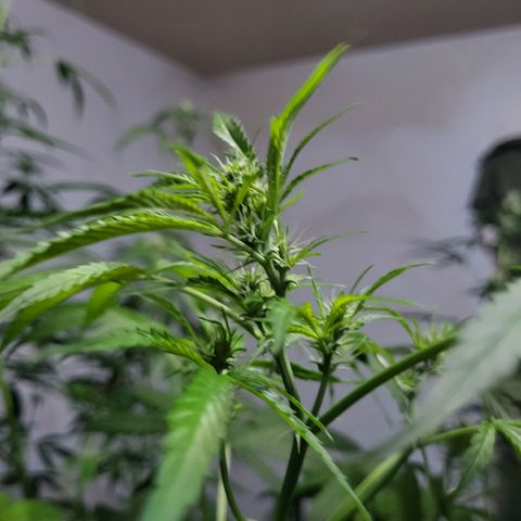 Gorilla Cookies Autoflower #5 growlog timeline photo