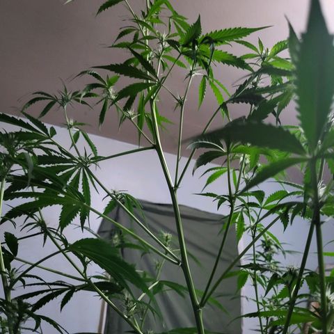 Gorilla Cookies Autoflower #5 growlog timeline photo