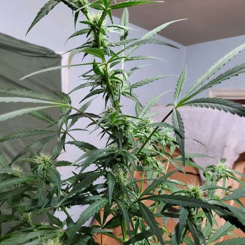 Gorilla Cookies Autoflower #5 growlog timeline photo