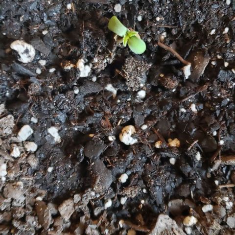 Northern Lights Auto growlog timeline photo
