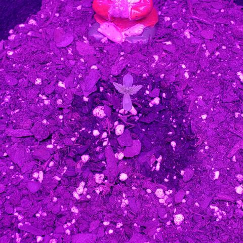 Northern Lights Auto growlog photo: Had to get her set up temporarily under our Wakyme 1200W Blurple LED due to a week long forecast of little to no sun and lots of rain for us. She seems happy for now have her at a PPFD of 379 currently.