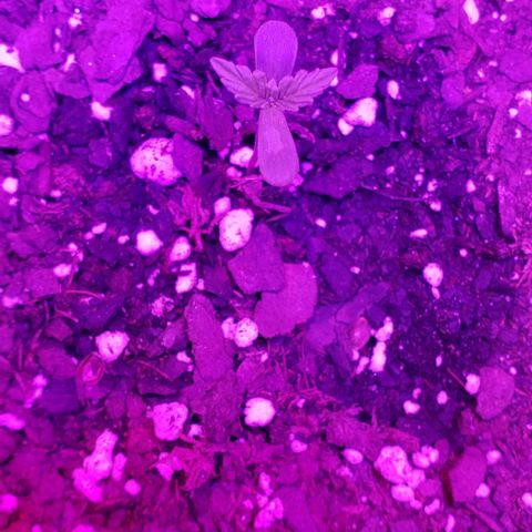 Northern Lights Auto growlog timeline photo