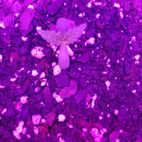 Northern Lights Auto growlog timeline photo