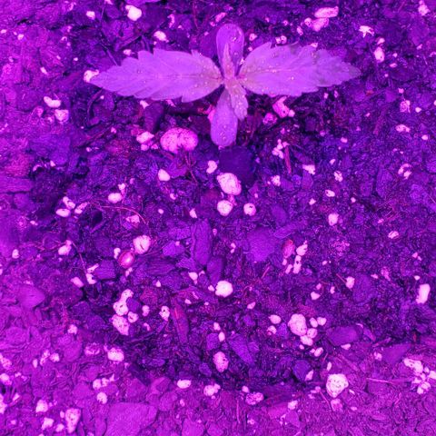 Northern Lights Auto growlog photo: Shes finally opening up and actually seems to like the Wakyme 1200W blurple LED.