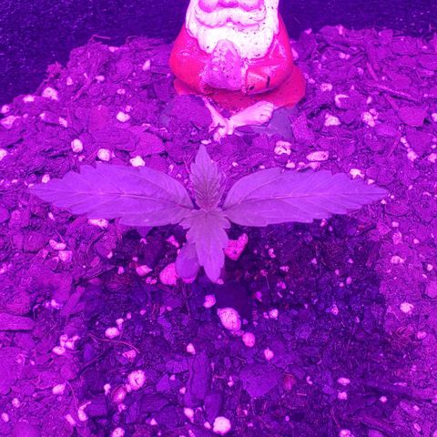 Northern Lights Auto growlog timeline photo