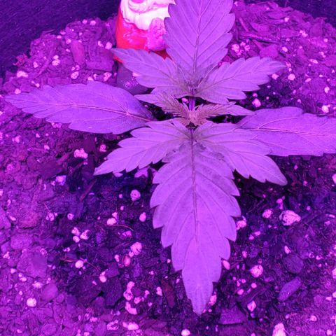 Northern Lights Auto growlog timeline photo