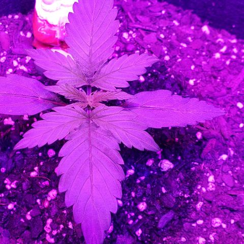 Northern Lights Auto growlog timeline photo