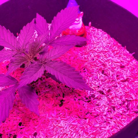 Northern Lights Auto growlog photo: Moved to her forever home in the garage and seems to be loving it. Will tie her down to start LST at 8pm when light turns on tonight.