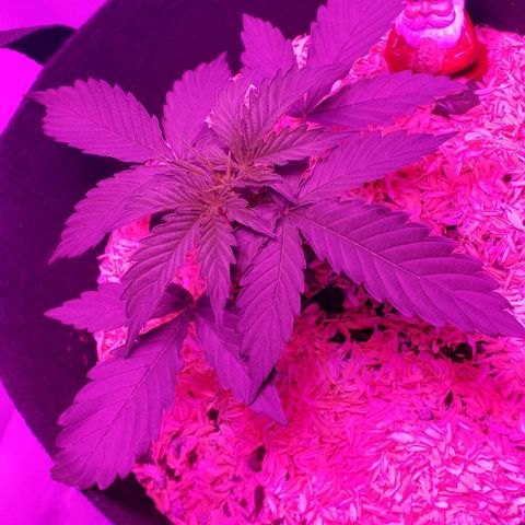 Northern Lights Auto growlog photo: Looking super good!