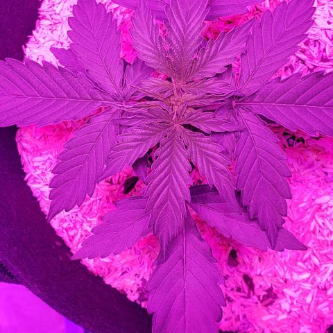 Northern Lights Auto growlog photo: Looking super good!