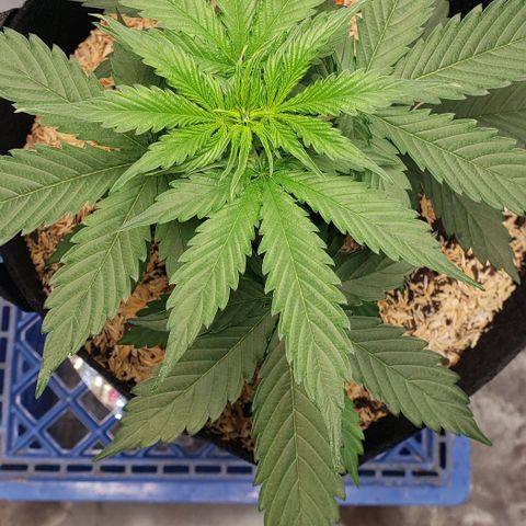 Northern Lights Auto growlog photo: Got the new KingLED UL600 light in and she seems to be loving it already!