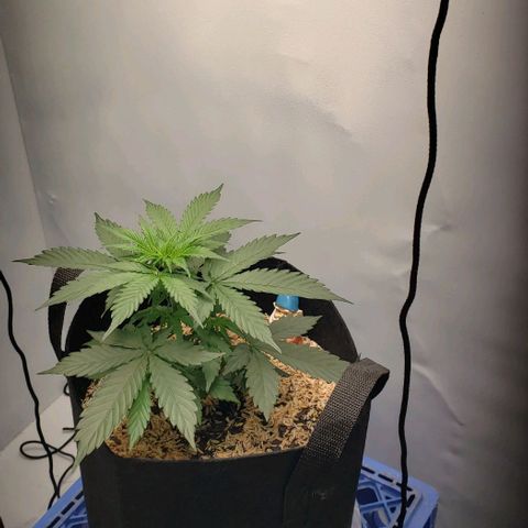 Northern Lights Auto growlog photo: Got the new KingLED UL600 light in and she seems to be loving it already!