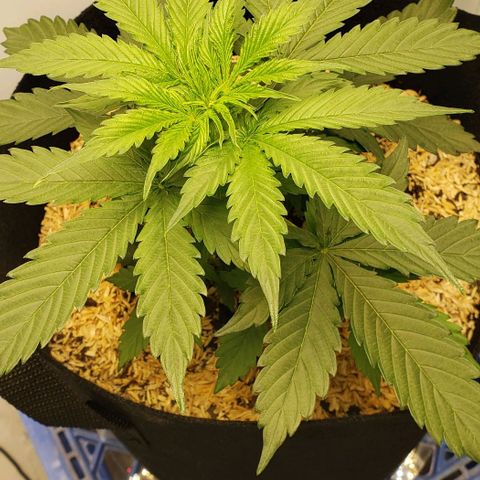 Northern Lights Auto growlog timeline photo