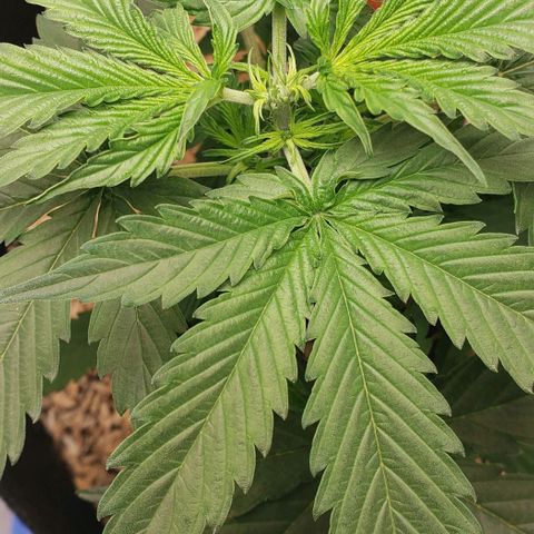 Northern Lights Auto growlog photo: Topped her, we'll see what happens 🤐