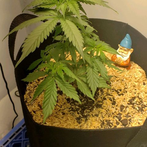 Northern Lights Auto growlog photo: Trimmed some fan leaves off to open up bud sites to light.