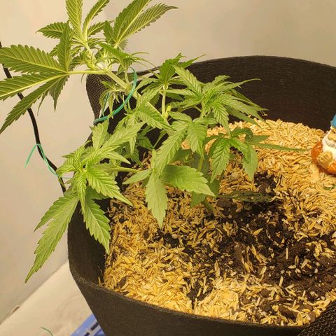 Northern Lights Auto growlog photo: Started LST today with a full watering.