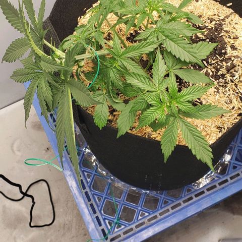 Northern Lights Auto growlog photo: Started LST today with a full watering.