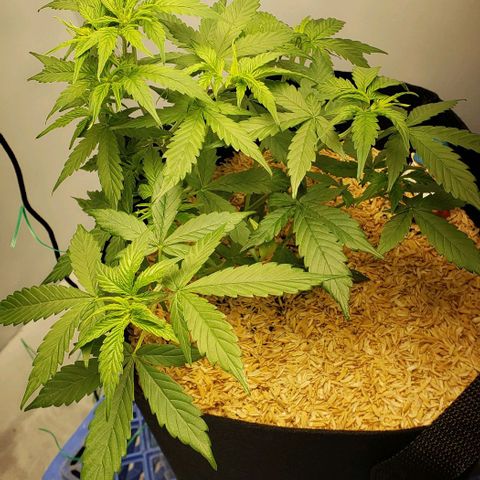Northern Lights Auto growlog timeline photo