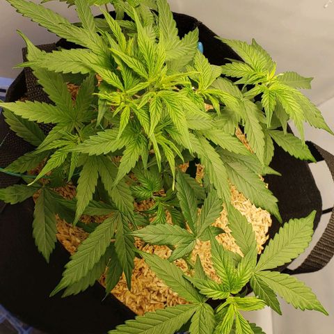 Northern Lights Auto growlog timeline photo