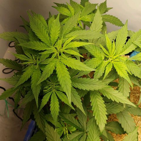 Northern Lights Auto growlog timeline photo