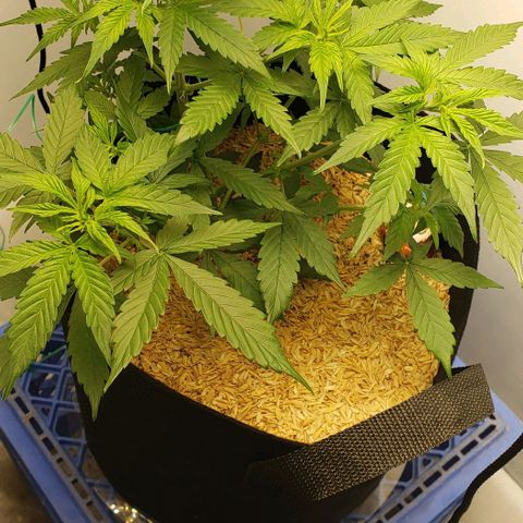 Northern Lights Auto growlog timeline photo