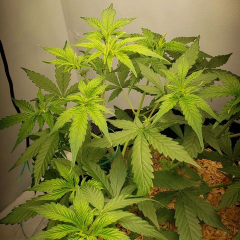 Northern Lights Auto growlog timeline photo