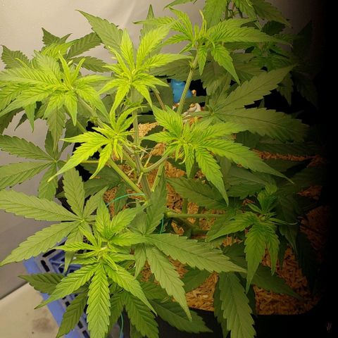 Northern Lights Auto growlog timeline photo