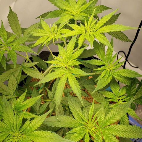 Northern Lights Auto growlog photo: Evened out her canopy a bit!