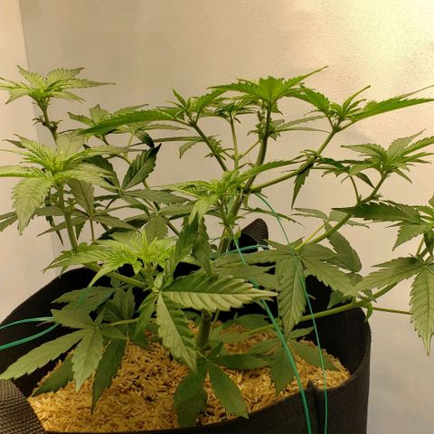 Northern Lights Auto growlog photo: Evened out her canopy a bit!