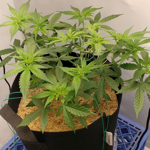 Northern Lights Auto growlog photo: Evened out her canopy a bit!