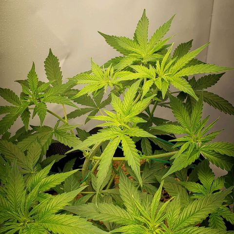 Northern Lights Auto growlog timeline photo