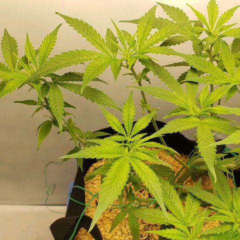 Northern Lights Auto growlog timeline photo