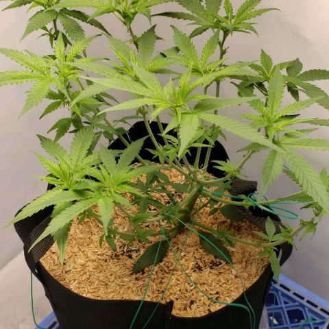 Northern Lights Auto growlog timeline photo