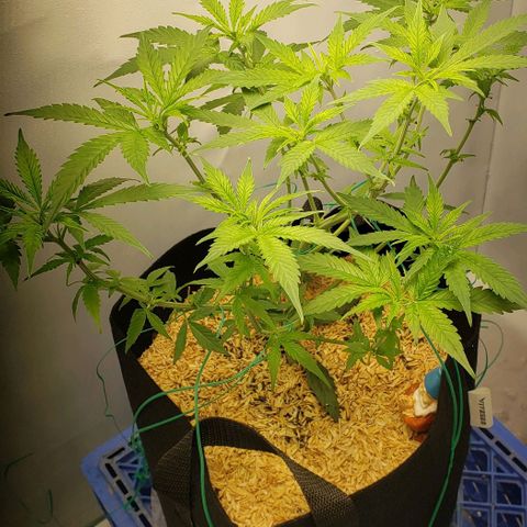 Northern Lights Auto growlog timeline photo