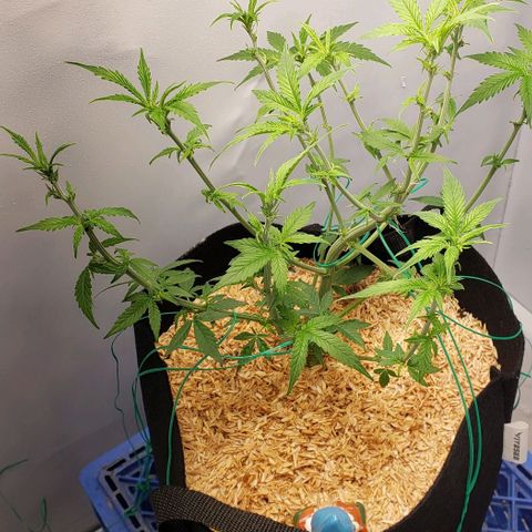 Northern Lights Auto growlog photo: Gave her a good hair cut amended the soil with 2 table spoons of Dr Earth flowe girl added seed hulls to cover and watered.