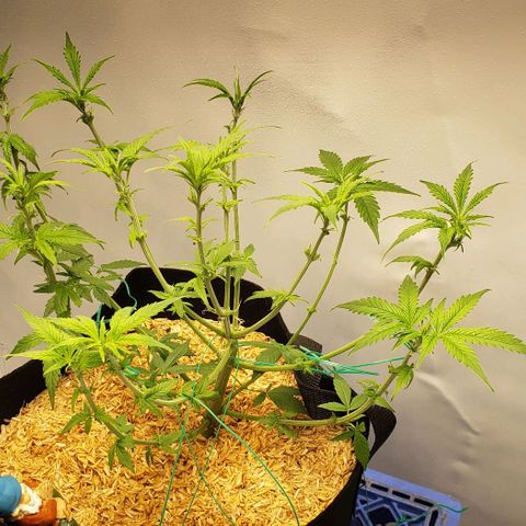 Northern Lights Auto growlog photo: Gave her a good hair cut amended the soil with 2 table spoons of Dr Earth flowe girl added seed hulls to cover and watered.